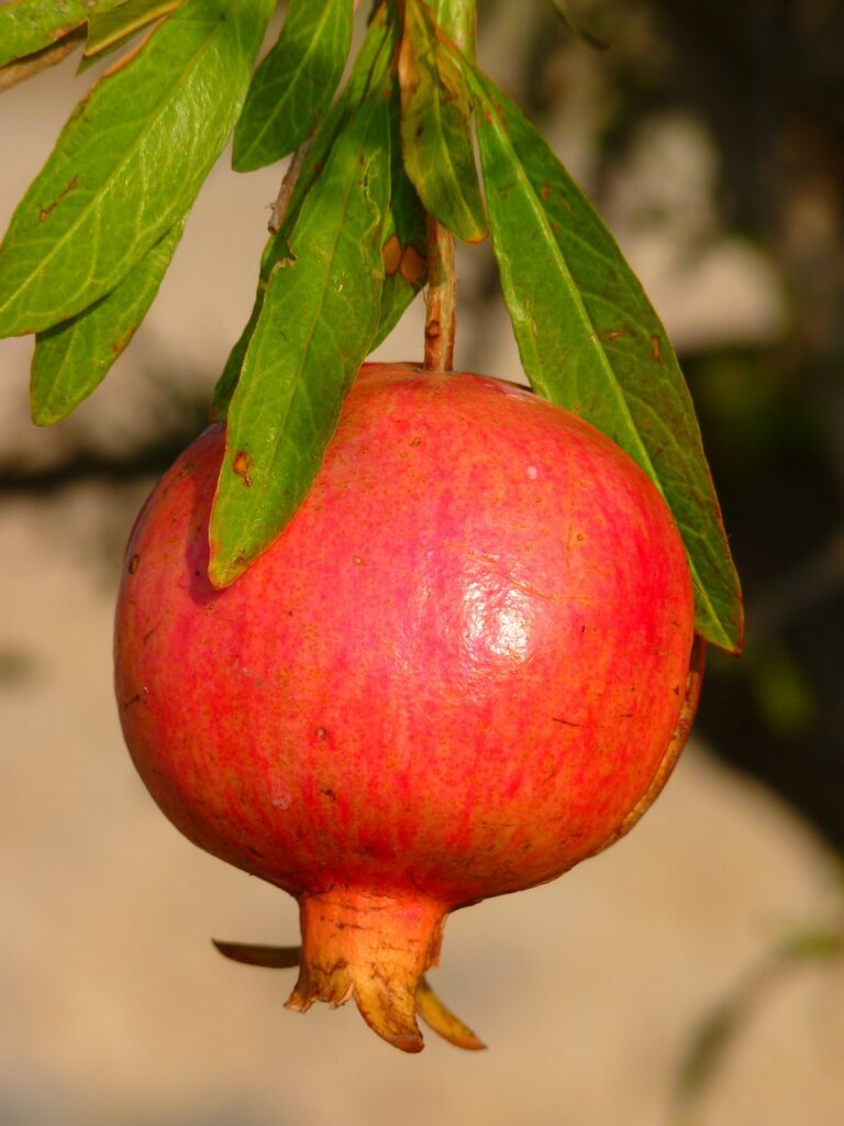 अनार व उसके जूस के फायदे - Benefits of pomegranate and its juice
