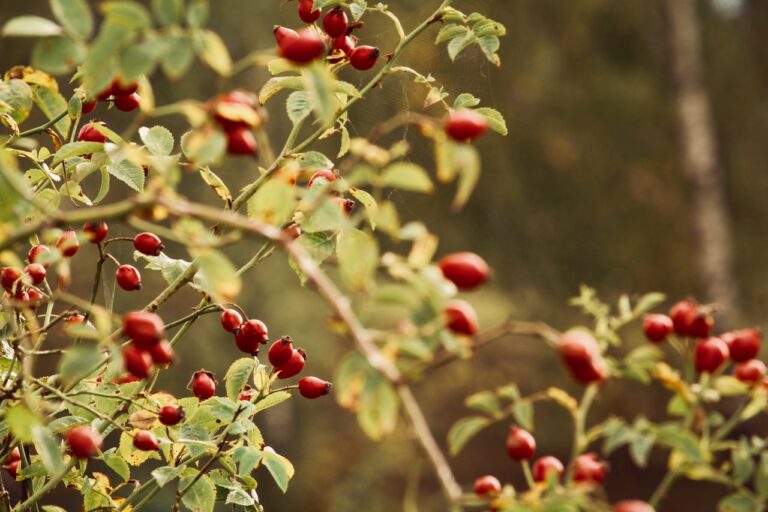 Rosehip Oil For Acne Benefits And Side Effects