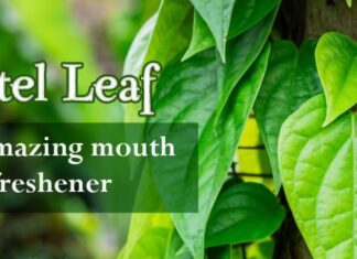 Betel Leaf ( Paan ) के पत्ते के फायदे और उपयोग