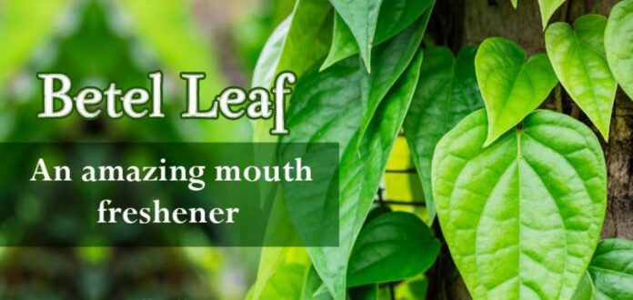 Betel Leaf ( Paan ) के पत्ते के फायदे और उपयोग